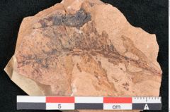 Foto (Detailansicht) von Xylomites sp. (NHMW-GEO-2024-0188-7944)